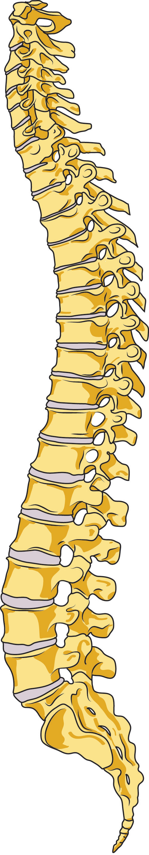 emberi gerinc nyaki gerinc)